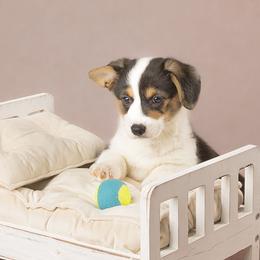 American Corgi and Pembroke Welsh Corgi Puppies from The Adirondack Corgi