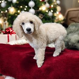 Poodle Puppies from Impressive Cartwright Poodles