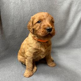 Orange - Apricot female Goldendoodle puppy in Rockford, Ohio from 419 Goldendoodles