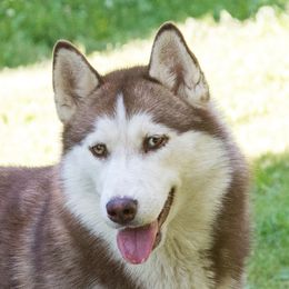 Whitney Poppy - Siberian Husky