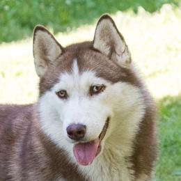 Whitney Poppy - Siberian Husky