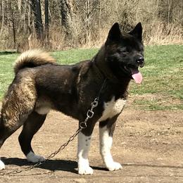 Mason - Akita