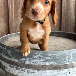 Black Collar - Golden female English Cocker Spaniel puppy in Ohatchee, Alabama from Otter Creek Kennels