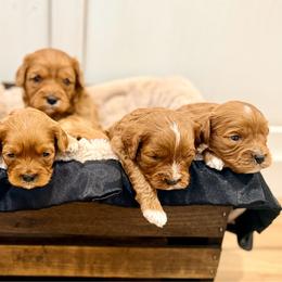 Cavapoo puppies from Shaffer Top Notch Puppies