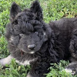 Boy 1 - Black tan and white Siberian Husky puppy in Butler, Missouri from Felwinter Woolies