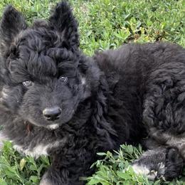 Boy 1 - Black tan and white Siberian Husky puppy in Butler, Missouri from Felwinter Woolies