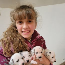 Dalmatian Puppies from Rock Creek Dalmatians