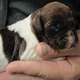 Cece boy 3 - White and liver male Brittany puppy in Floyd Knobs, Indiana from Cross Creek Brittanys