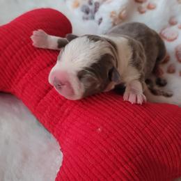 Lily - Seal and white female Boston Terrier puppy in Katy, Texas from Mei's Boston Terriers