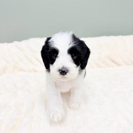 Porter - Black male Australian Labradoodle puppy in Springfield, Ohio from Dawson & Daryn's Royal Companions