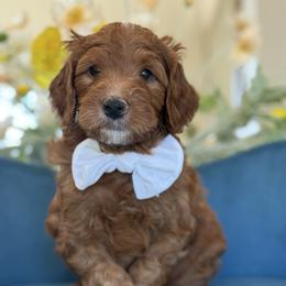 Lennox - Red  male Goldendoodle puppy in Yuciapa, California from AlltheDoodlez_