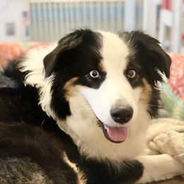 Willow - Miniature Australian Shepherd