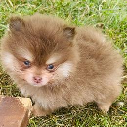 Schnitzel - Chocolate and tan male Pomeranian puppy in Buck Valley, Pennsylvania from Buck Valley Pomeranians