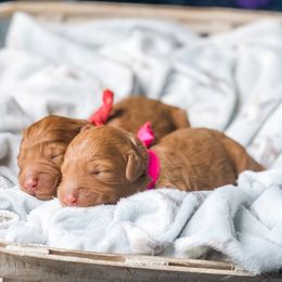 Bernedoodle, Goldendoodle, and Poodle Puppies from Florida Pumpkadoodles
