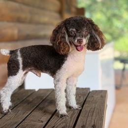 Declan - Poodle