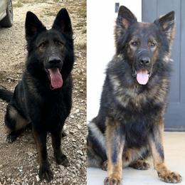 German Shepherd puppies from Des Hausraben Shepherds