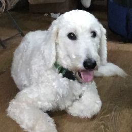 Satin - Goldendoodle