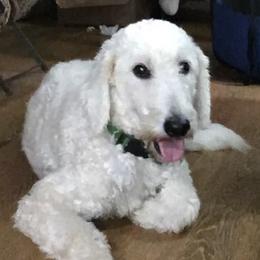 Satin - Goldendoodle