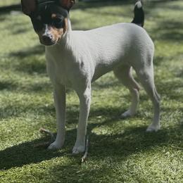 Sophie - Toy Fox Terrier