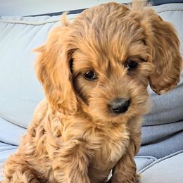 Lily - Red female Cavapoo puppy in Blackfoot, Idaho from Rocky Desert Goldens and Cavaliers