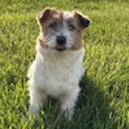 Airedale Terriers and Russell Terriers from Meadowaire Terriers