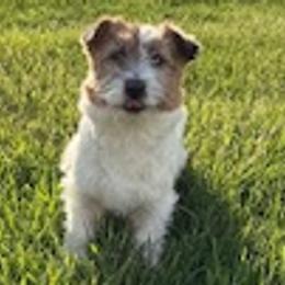 Airedale Terriers and Russell Terriers from Meadowaire Terriers
