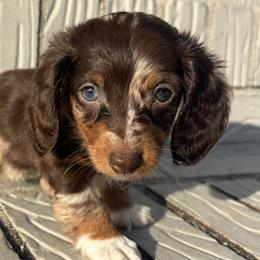 Dachshunds from Cantrell’s Dachshund Den