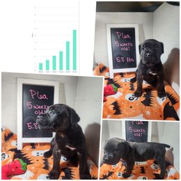 Plea (black brindle) - Black brindle female Cane Corso puppy in Manitowoc, Wisconsin from Sinner & Saint Cane Corso