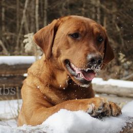 Cherry - Labrador Retriever