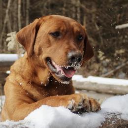 Cherry - Labrador Retriever