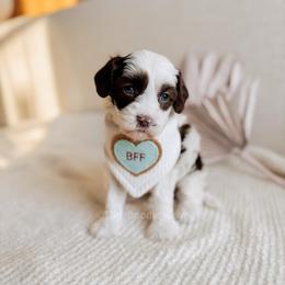 Lanmou - Love litter - Chocolate male Australian Labradoodle puppy in Syracuse, Indiana from The Doodle Cove