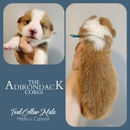 Teal Collar - Red male Pembroke Welsh Corgi puppy in Warrensburg, New York from The Adirondack Corgi