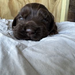 Bruno - Brown and tan male Cocker Spaniel puppy in Lake, Mississippi from MGs Cockers