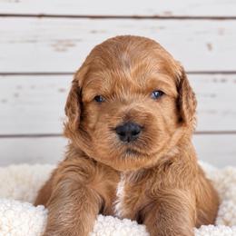 Grits - Red  male Goldendoodle puppy in Atwood, Oklahoma from Luxe Doodle Haven