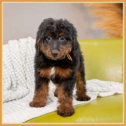 Boq - Black and tan male Cockapoo puppy in Connersville, Indiana from Deaz Doodle Ranch