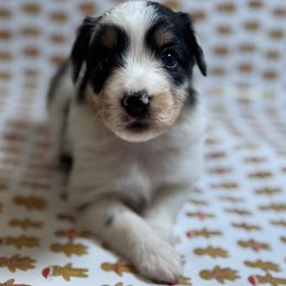 Sally - Blue merle female Miniature Australian Shepherd puppy in Hillsboro, Texas from H&J Aussies