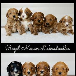 Girls Available - 8 On Right Side - Red female Australian Labradoodle puppy in Florence, New Jersey from Royal Manor Labradoodles