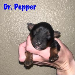 Dr. Pepper - Black tri male Miniature Australian Shepherd puppy in Lincoln, California from Country Dreams Mini Aussies