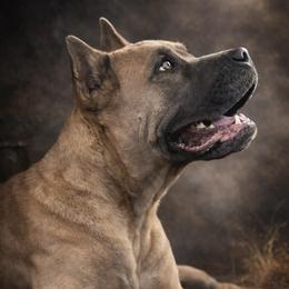 Chloe - Cane Corso