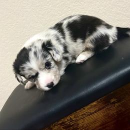 Tinsel - Blue merle and white male American Corgi puppy in Temple, Texas from Silver Moon Cardigan and American Corgis