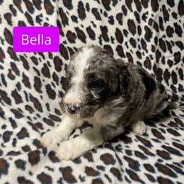 Bella - Merle female Bernedoodle puppy in Battle Creek, Michigan from T-Rose’s Bernedoodle & Pomsky Puppies