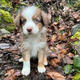 Rudolph - Red tri-color male Australian Shepherd puppy in Grants Pass, Oregon from Carmel Mountain Aussies
