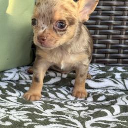 Prince - Merle male Chihuahua puppy in Beckemeyer, Illinois from Guardian’s of the Chihuahuas