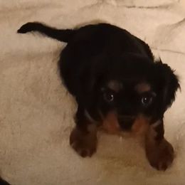 Snickers - Black and tan male Cavalier King Charles Spaniel puppy in East Providence, Rhode Island from Marta's Cavaliers