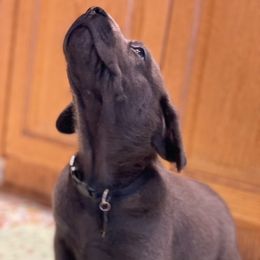 Basset Hound and Labrador Retriever Puppies from Porter Kennels