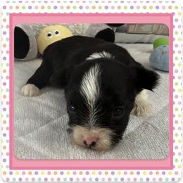 Xia - Parti female Yorkshire Terrier puppy in Annandale, Virginia from Artisan Yorkies LLC