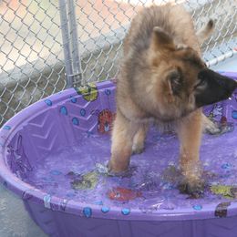Shiloh Shepherd Puppies from Solace Shilohs