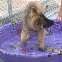 Shiloh Shepherd Puppies from Solace Shilohs