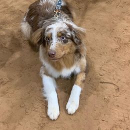 Australian Shepherd All Grown Up from Rad Aussies