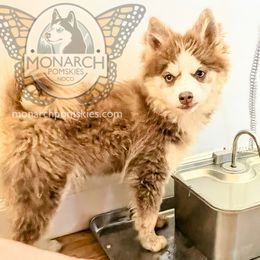 Monarch Brown Sugar - Chocolate Pomsky puppy in Greeley, Colorado from Monarch Pomskies | Northern Colorado